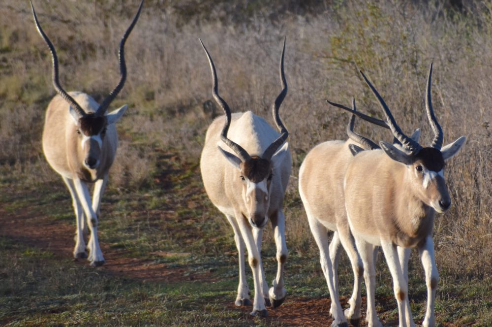 Addax Lead Off